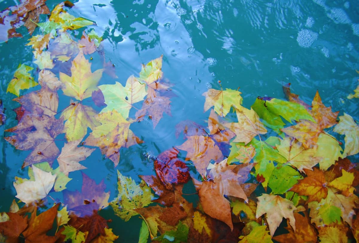 Openings & Closings